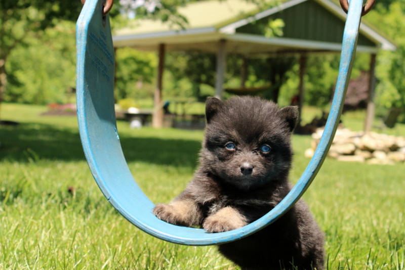 puppy, for, sale, Pomsky, Matthew B. Stoltzfus, dog, breeder, Gap, PA, dog-breeder, puppy-for-sale, forsale, nearby, find, puppyfind, locator, puppylocator, aca